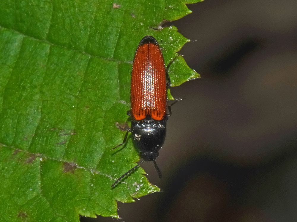 Elateridae n 1 - Ampedus cfr. praeustus